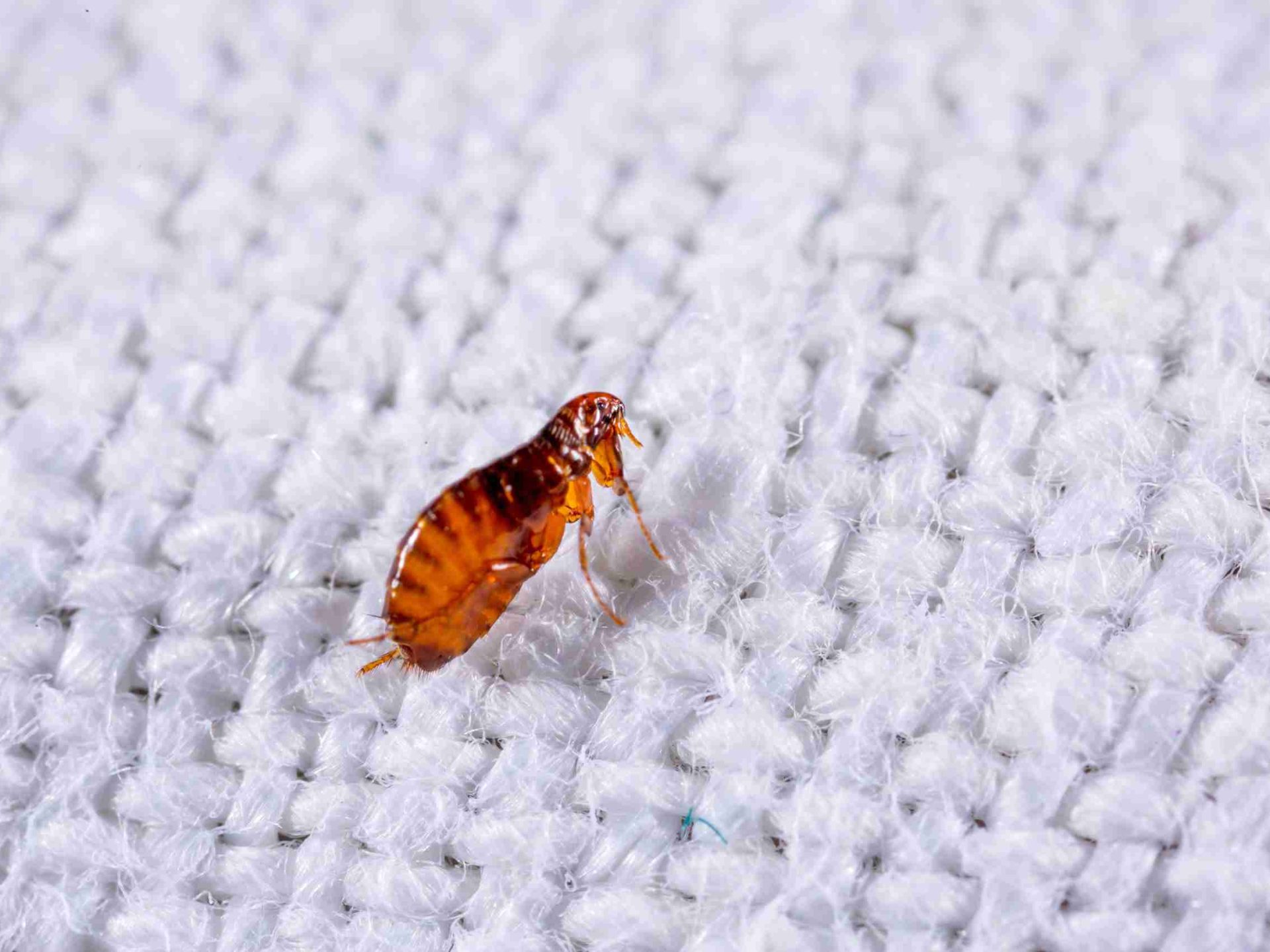 Flea Treatment Fareham 