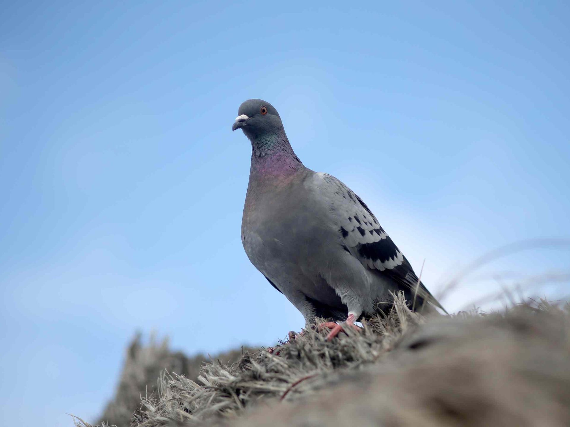 Pigeon Services Fareham