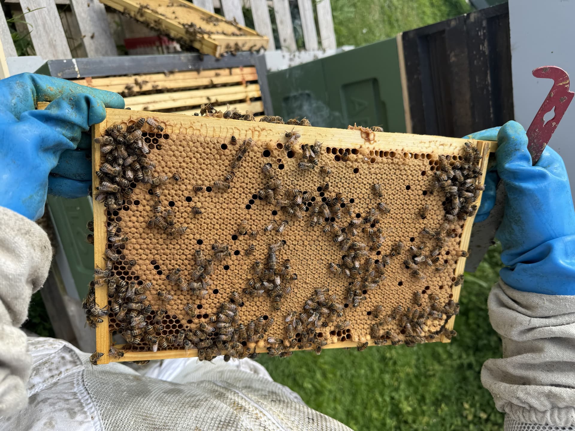 2026 National Overwintered 6 frame Buckfast nuc